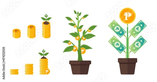 Philippine Peso Money Tree Growing