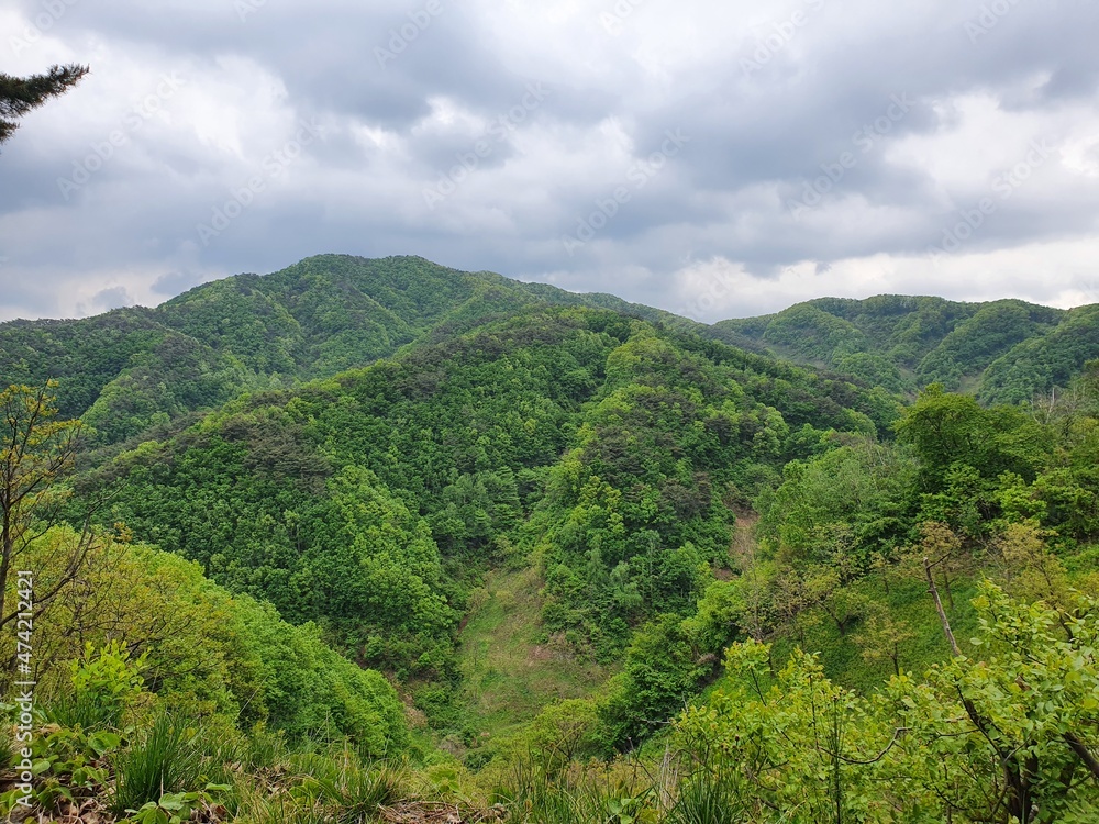 Fototapeta premium landscape with trees