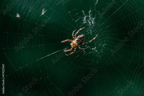 spider on web © полина долганова