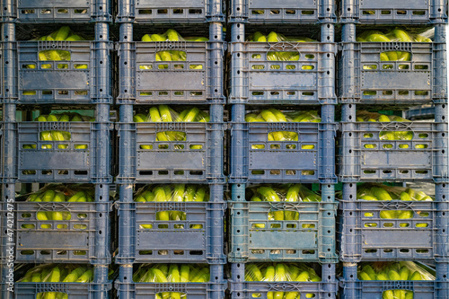 Banana production and crop transportation. Fresh bananas are packed in plastic shipping boxes that are in the production shop.