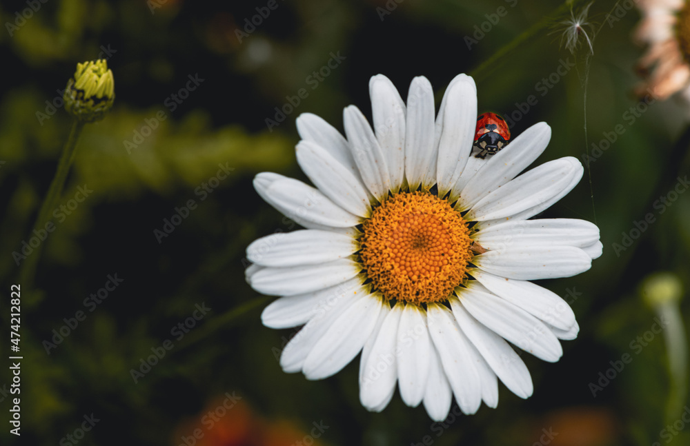 Chamomile close-up. Summer. Green background
Chamomile close-up. Summer. Green background