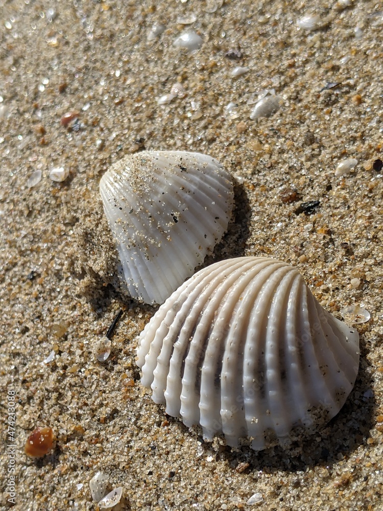 Close -up view of shells stranded on the beach Close -up view of shells stranded on the beach