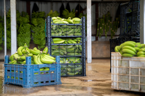 Sorting of the banana harvest in the shop at the banana production. Boxes with sorted bananas. Banana industry