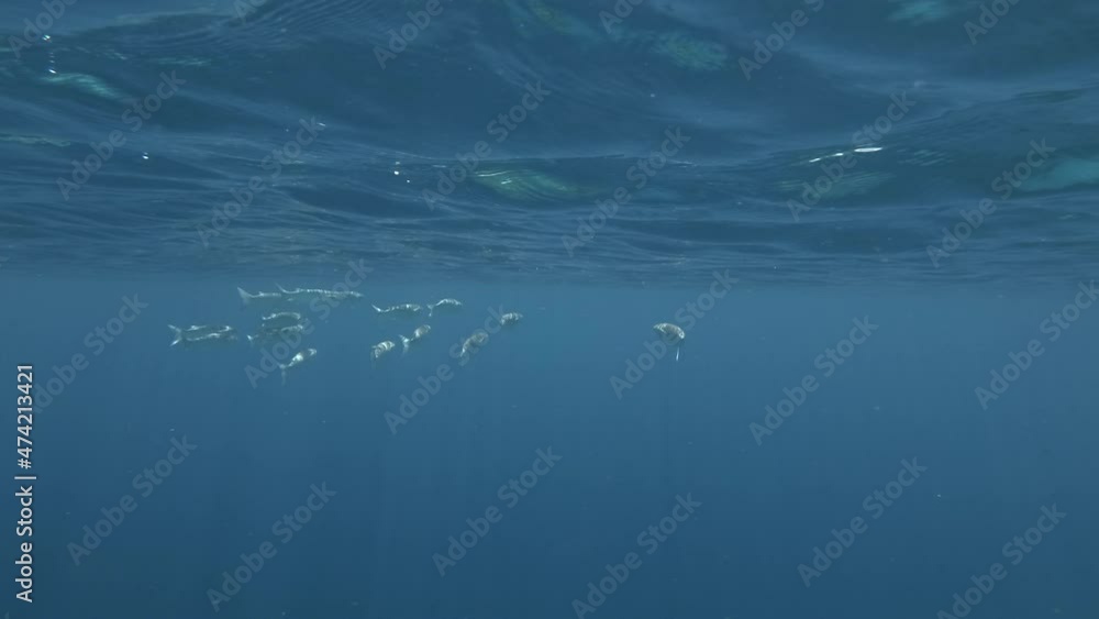 School of Striped Mullet - Mugil cephalus swims under surface of water in sun rays School of Striped Mullet - Mugil cephalus swims under surface of water in sun rays