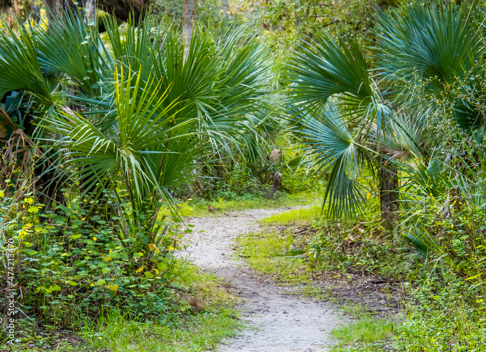 Walking path in Sleeping Turtles Preserve in Venice Florida USA Walking path in Sleeping Turtles Preserve in Venice Florida USA