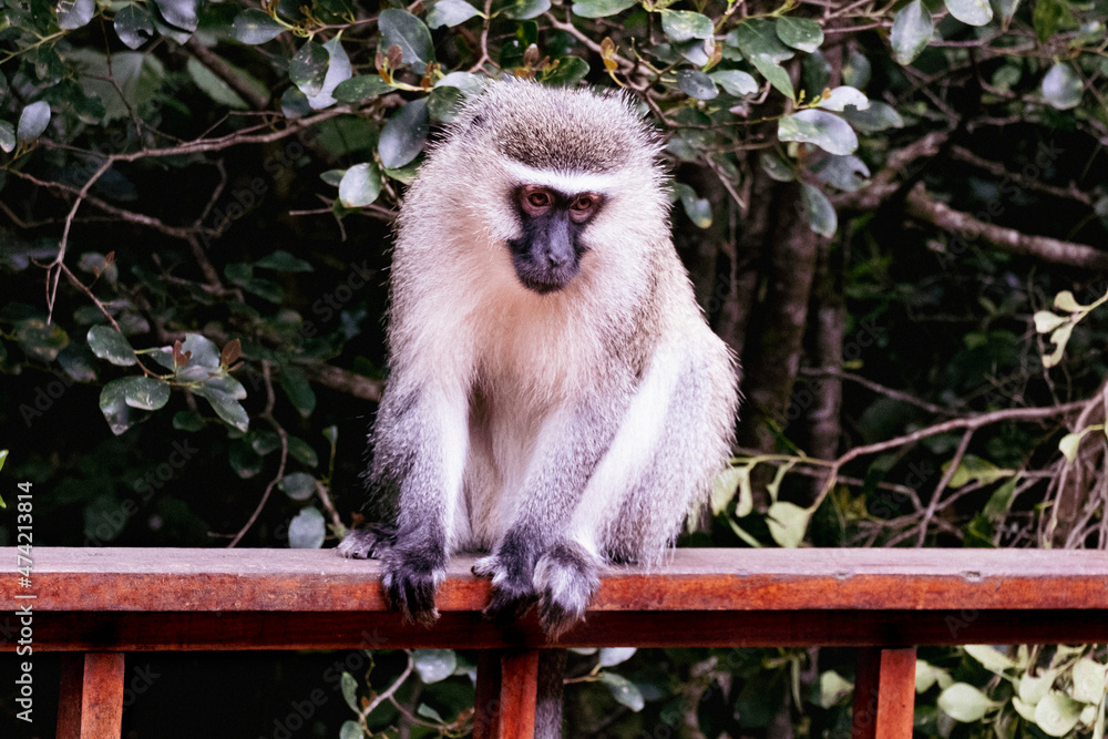 Obraz premium Vervet Monkey