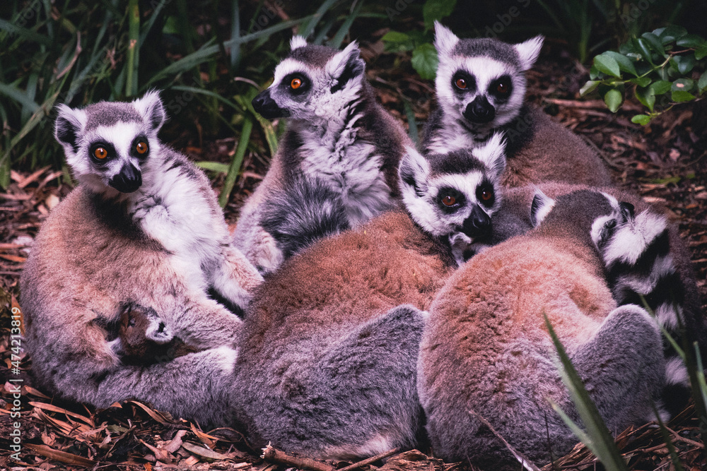 Obraz premium Ring-Tailed Lemurs