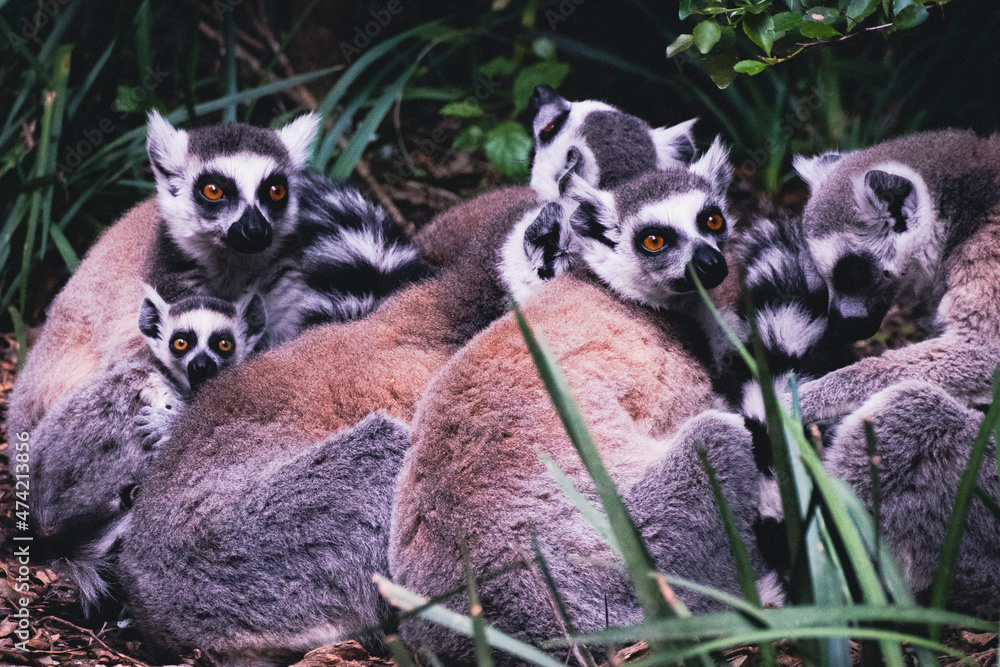 Obraz premium Ring-Tailed Lemurs