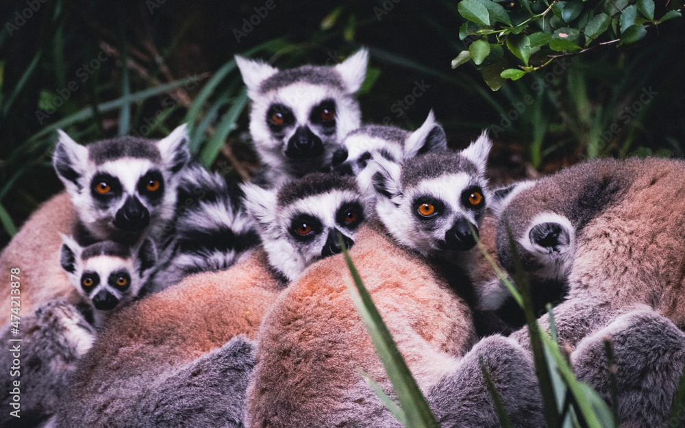 Obraz premium Ring-Tailed Lemurs