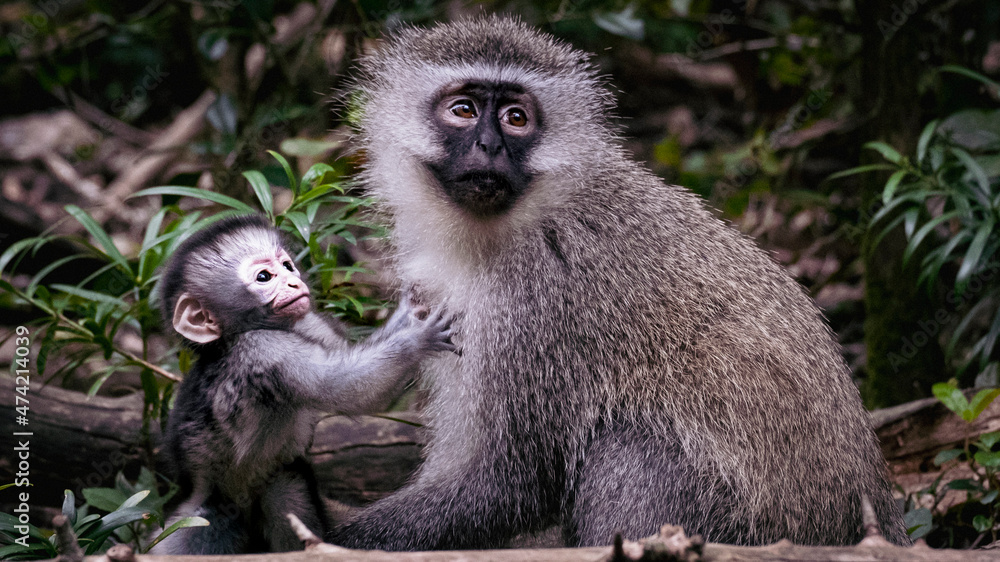 Naklejka premium Vervet Monkey
