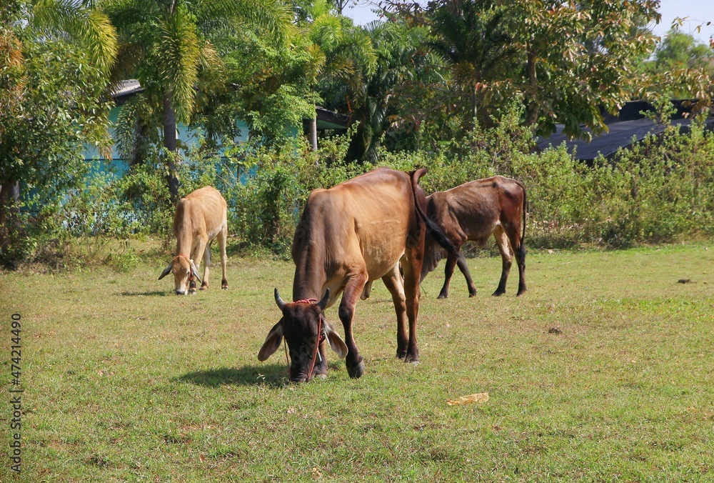 cows grazing in a meadow