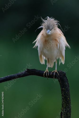 The squacco heron (Ardeola ralloides) photo