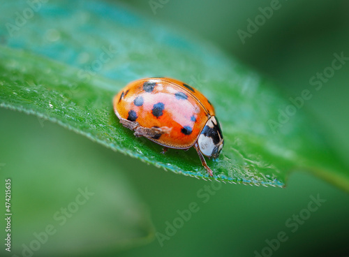 Close up of a ladybug on a green leaf