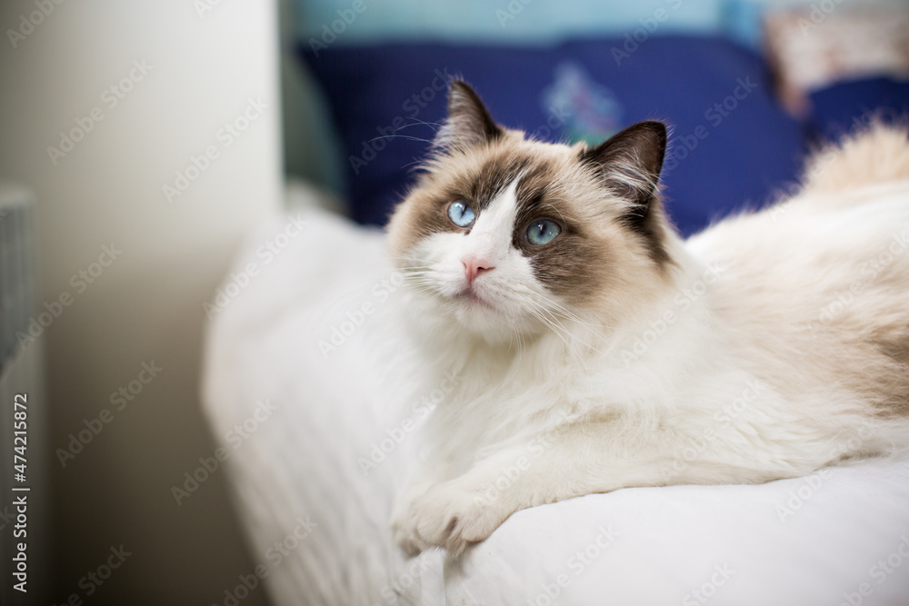 Young beautiful purebred Ragdoll cat at home