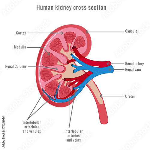 Human kidney cross section vector illustration