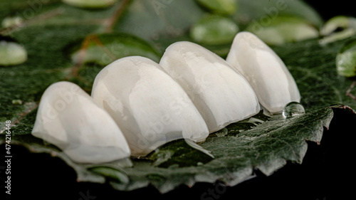 Dental implants and dentures in close-up Siemke on a black background
