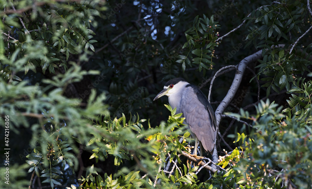 Fototapeta premium Adult night heron in natural tree top environment seeks seclusion in embrace of shadows and leafy branches 