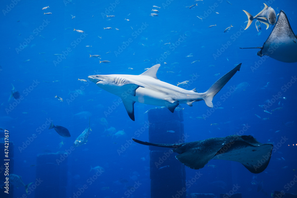 Obraz premium Underwater landscape with wildlife and shar, stingrays.Fish swimming in aquarium