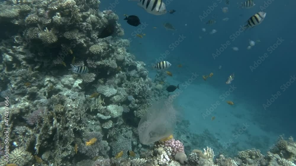 Plastic pollution - Plastic bags floats underwater near coral reef, with a flock of tropical fish swimming nearby. Plastic garbage environmental pollution problem Plastic pollution - Plastic bags floats underwater near coral reef, with a flock of tropical fish swimming nearby. Plastic garbage environmental pollution problem