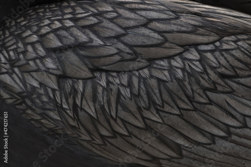 Background of texture and pattern of cormorant feathers in natural intricate black and grey 
