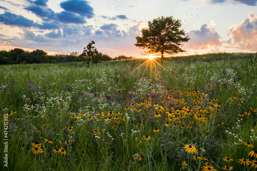 Papier peint Spectatcular sunburst at sunset over a prairie field of wildflowers, Shoefactory Prairie Nature Preserve, ELgin, IL