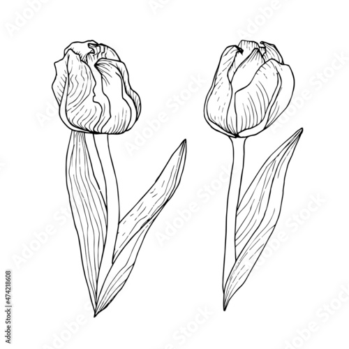 Graphic tulip flower with long leaves for design