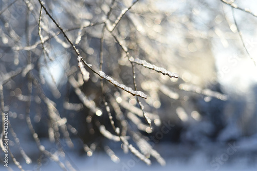 A tree branch with frozen water droplets shining like crystal in the contrasting light. .Background - bokeh.