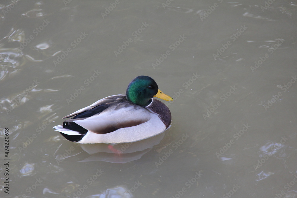 Obraz premium Duck in the park