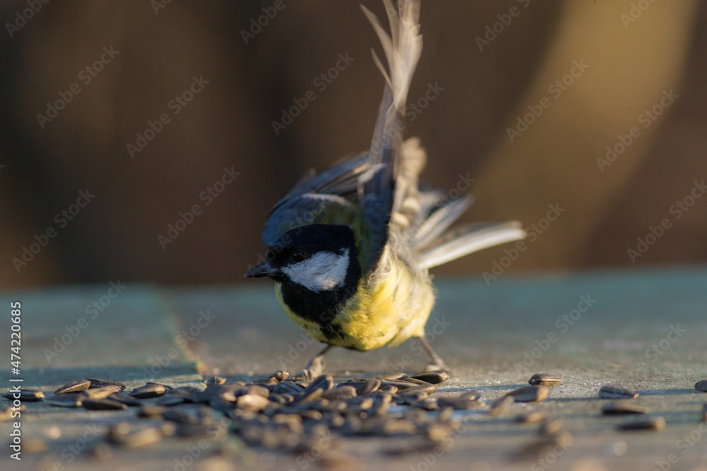 Naklejka premium titmouse in the foreground