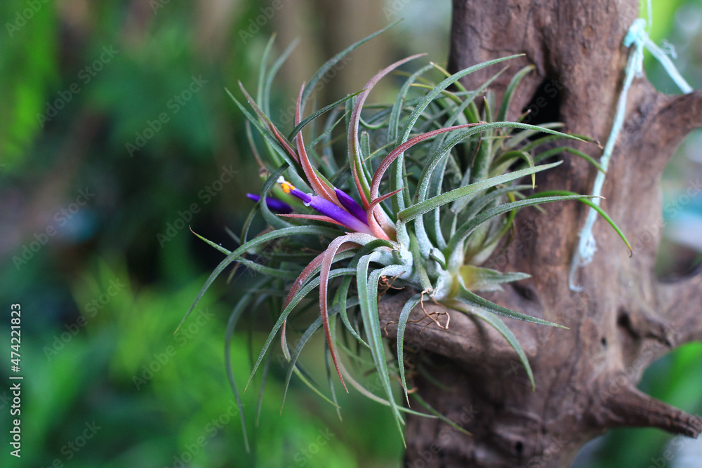 Obraz premium flower of a flower