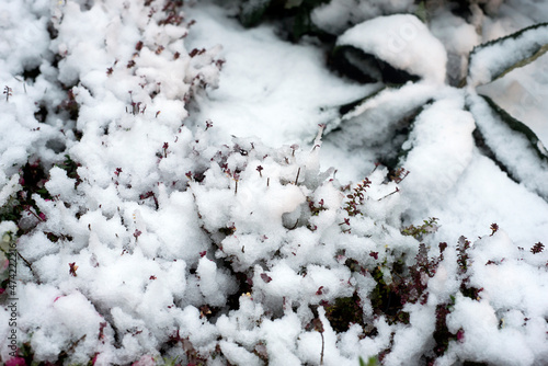 Closeup of plant leaves covered by the snow in a public garden