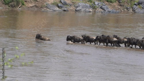 Wildebeests crossing a river with a crocodile swimming beside them photo