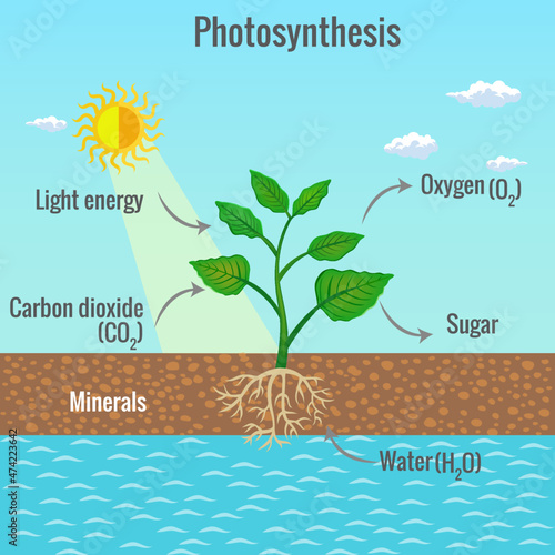 Photosynthesis process in plant illustration