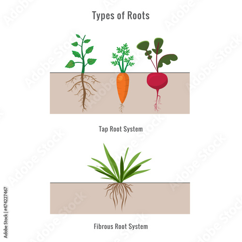 vector illustration of Plants with different types of root systems photo