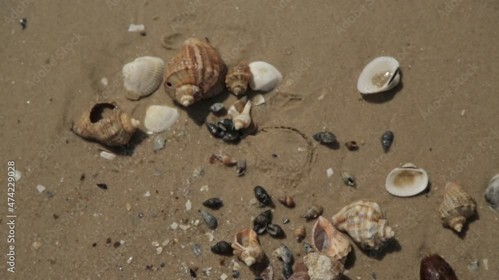 Many Different Seashells Lie on the Golden Sand of Sea Beach. Nature Decorations Many Different Seashells Lie on the Golden Sand of Sea Beach. Nature Decorations