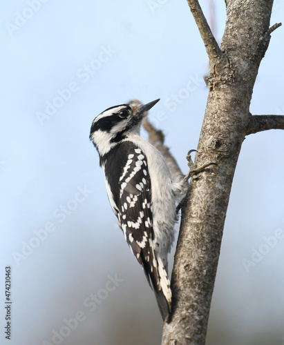 Photography downy woodpecker searching pest on the tree trunk