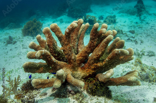A single hard coral of brown-beige color with its inhabitants on the background of the sea floor.