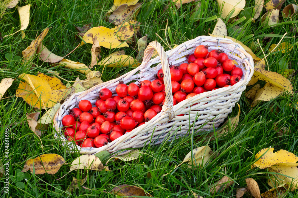 Wooden basket full of rosehip berries on the autumn grass Wooden basket full of rosehip berries on the autumn grass