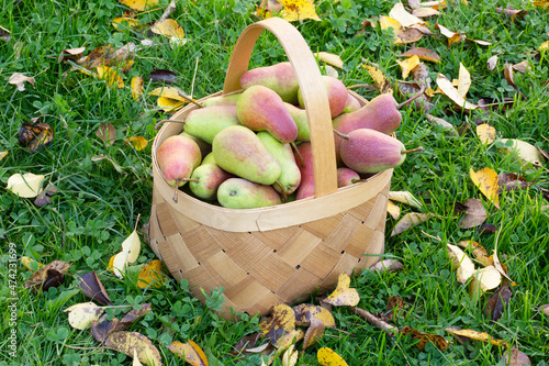 Wooden basket full of fresh pears on the autumn grass