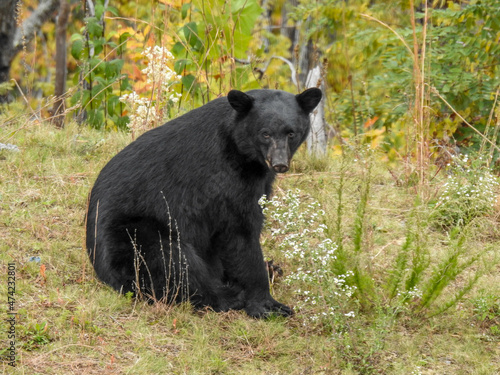 Black bear in Gatlinburg, Tennessee