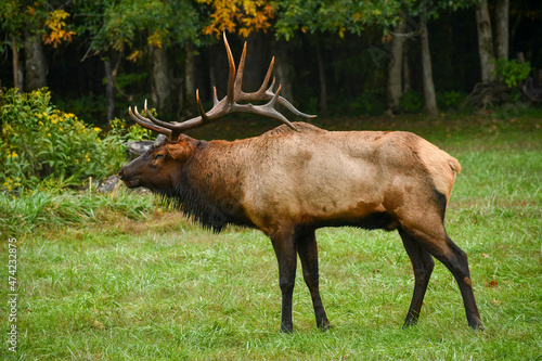 Elk at the Oconaluftee Visitor Center in Cherokee, North Carolina photo