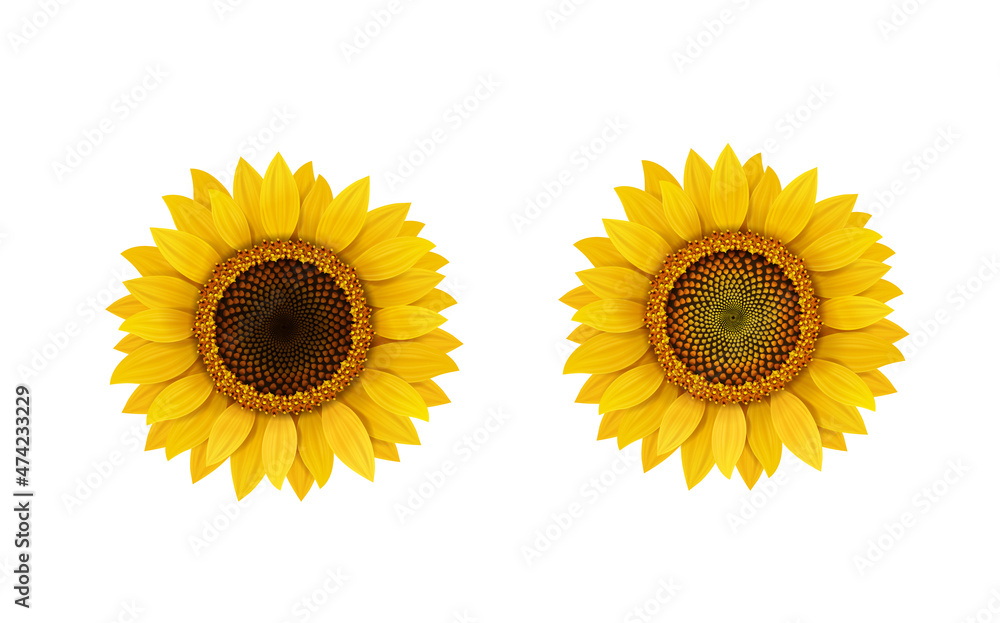 Obraz premium Sunflower realistic flower isolated, vector illustration