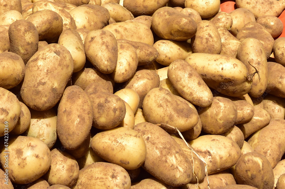 Potatoes freshly plucked from the earth, ripe and ready. Potatoes freshly plucked from the earth, ripe and ready.