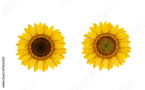 Sunflower realistic flower isolated, vector illustration