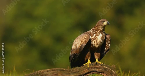 White tailed eagle (Haliaeetus albicilla)