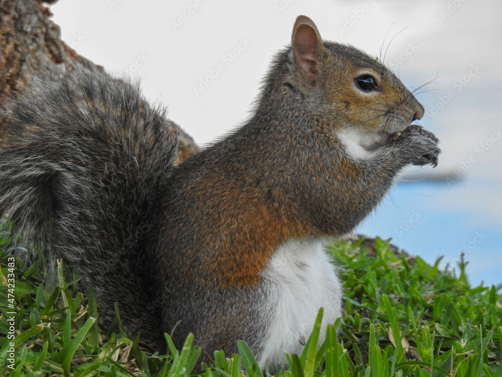 Fototapeta premium Squirrel sitting up eating seeds