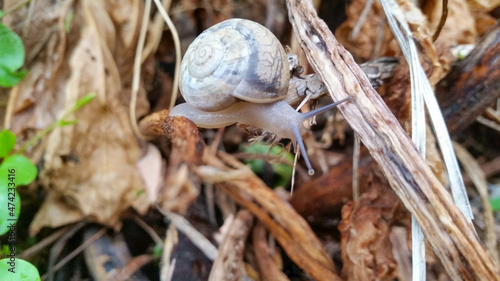 Snail glidng on the forest floor photo