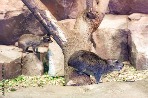 Two Cape Hyrax or Rock Rabbit, Hyrax sitting in a tree.