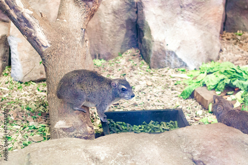 Cape Hyrax or Rock Rabbit, Hyrax sits in a tree.