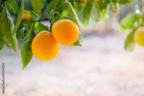 Two orange fruits close up hanging on a tree bransh with copy space photo